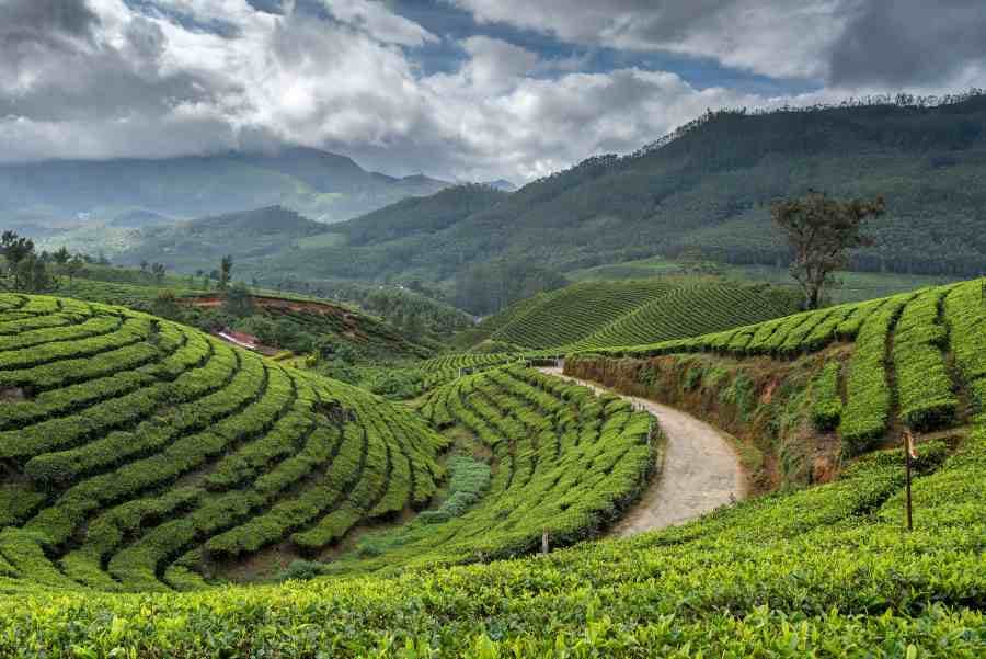 Munnar Tata Tea Plantations