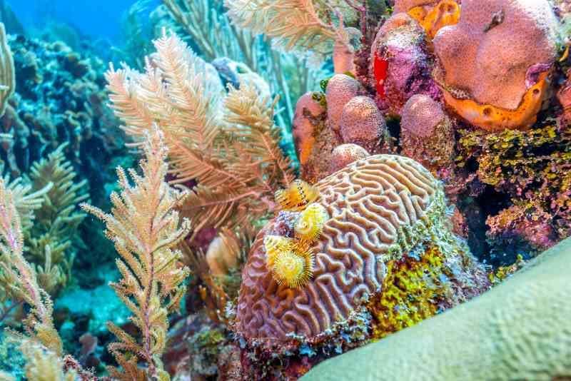 Coral Island 