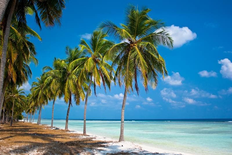 Palm Trees