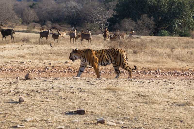 Ranthambore National Park