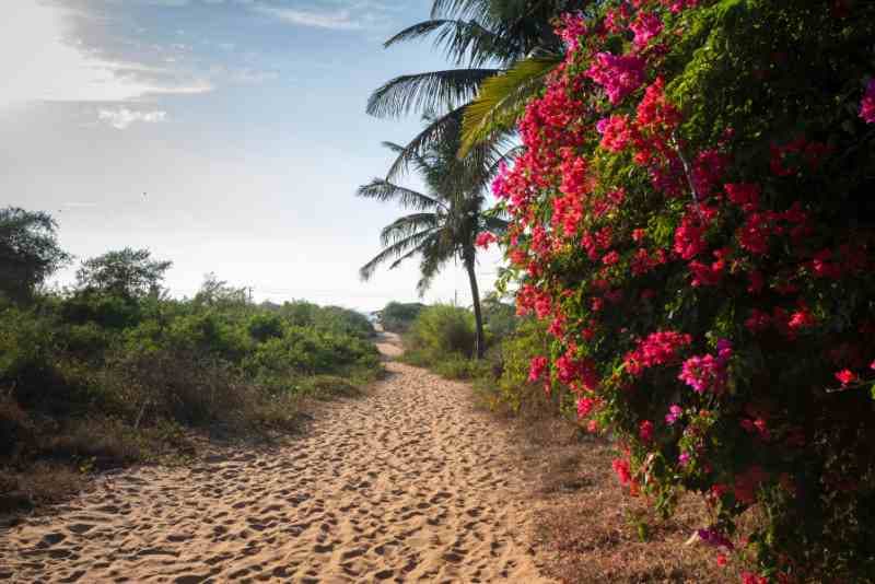 Candolim beach 