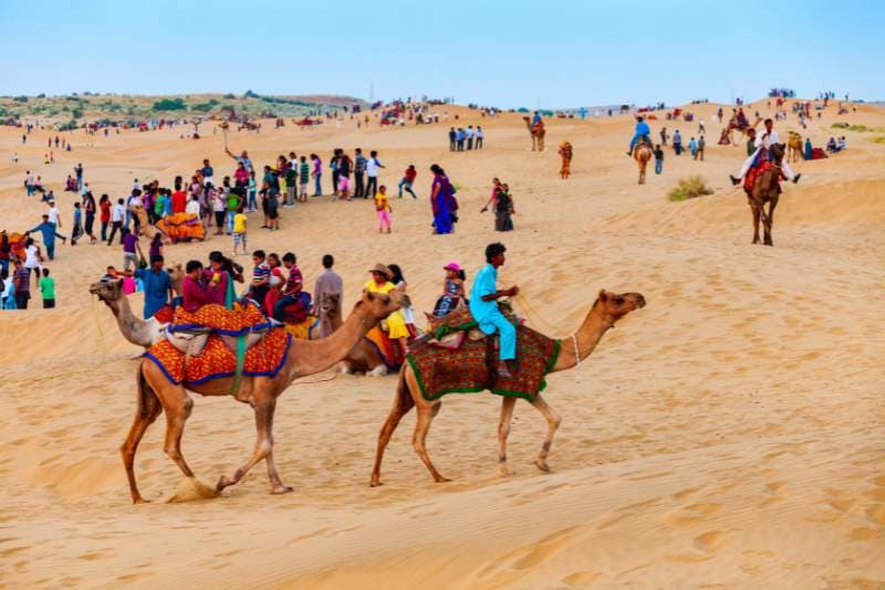 Camel Safari
