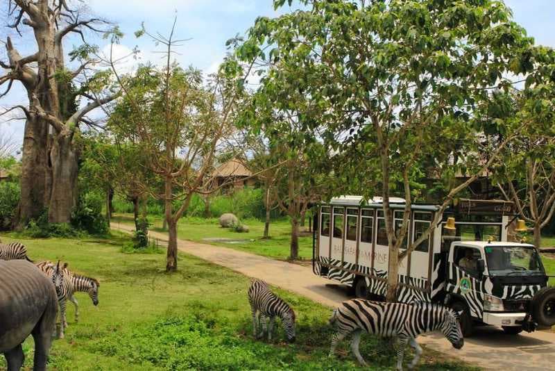 Bali Safari 