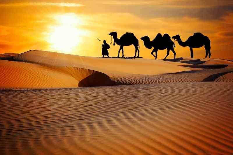 Desert Safari