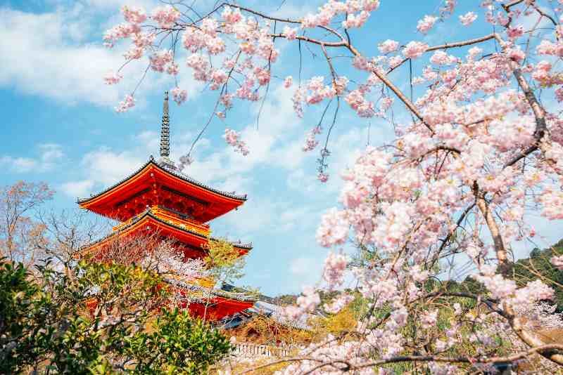 Cherry Blossom Special Japan Travel Package