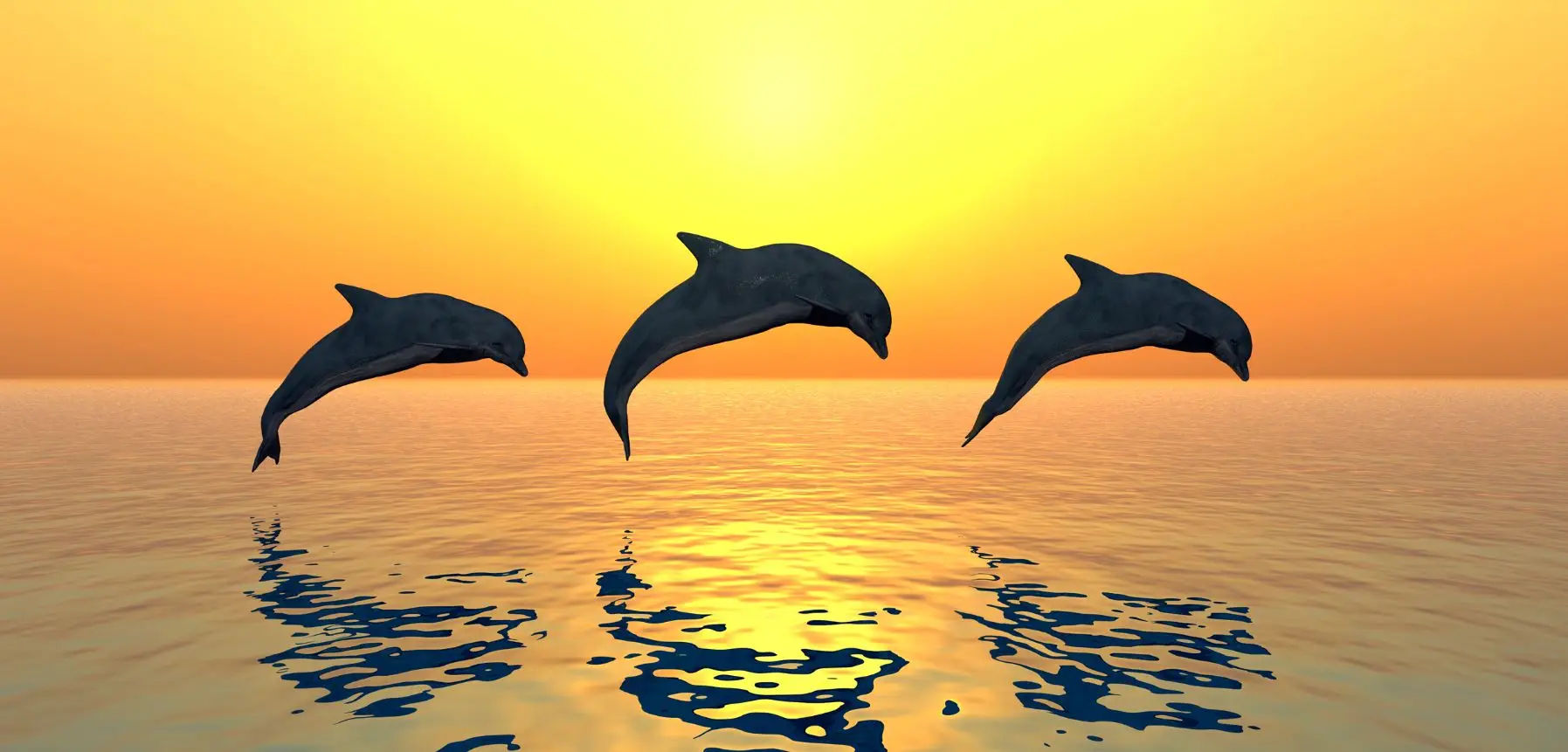 sunrise dolphin watch