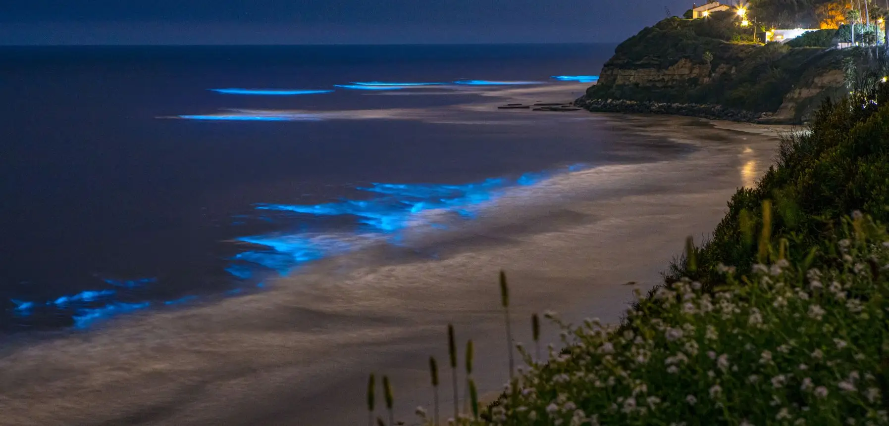 noctiluca scintillans