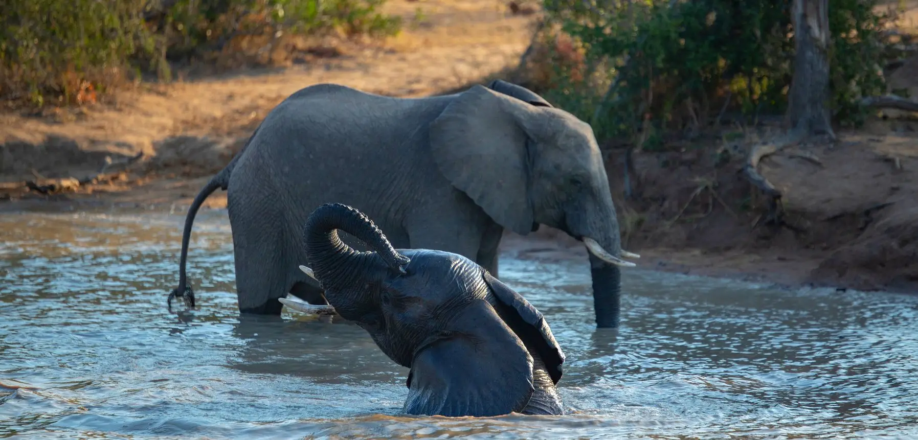 Bathe Elephants in Kodanad 