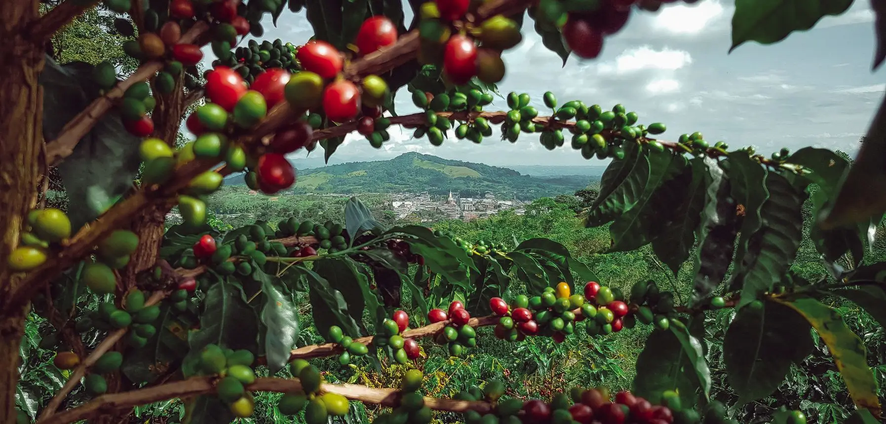 Coffee Plantation Tour in Wayanad 