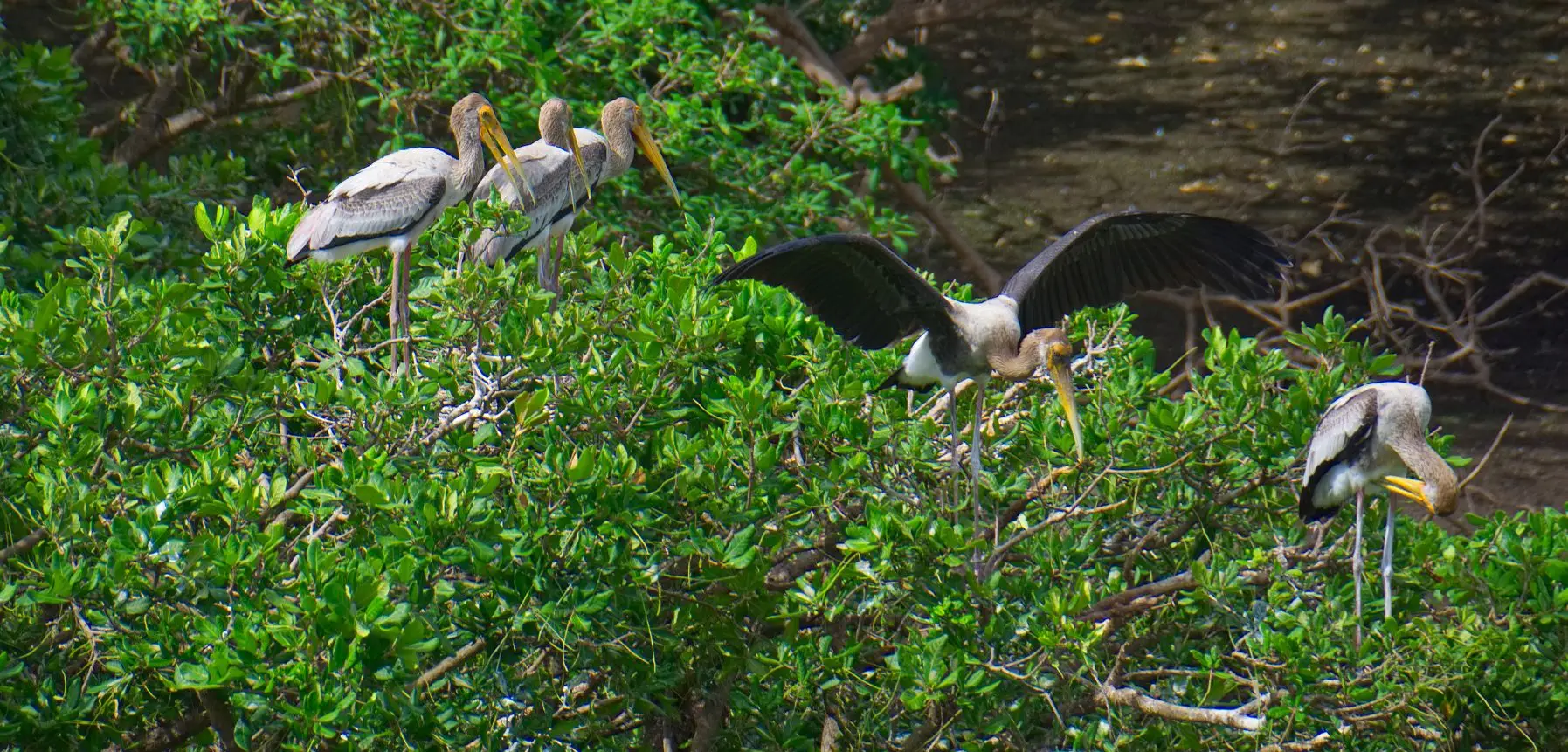 Kumarakom Bird Sanctuary