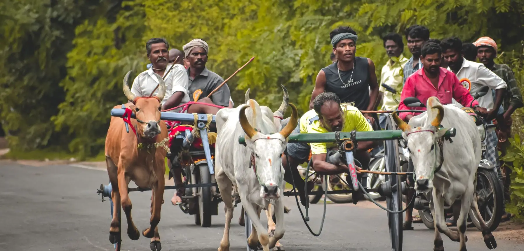 Bullock Race in Malappuram