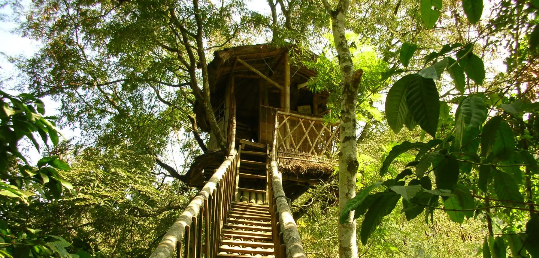  Treehouse Stay in Wayanad 