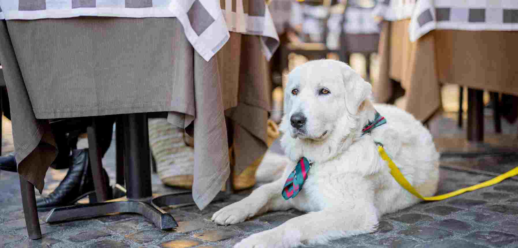 Big Dog Cafe