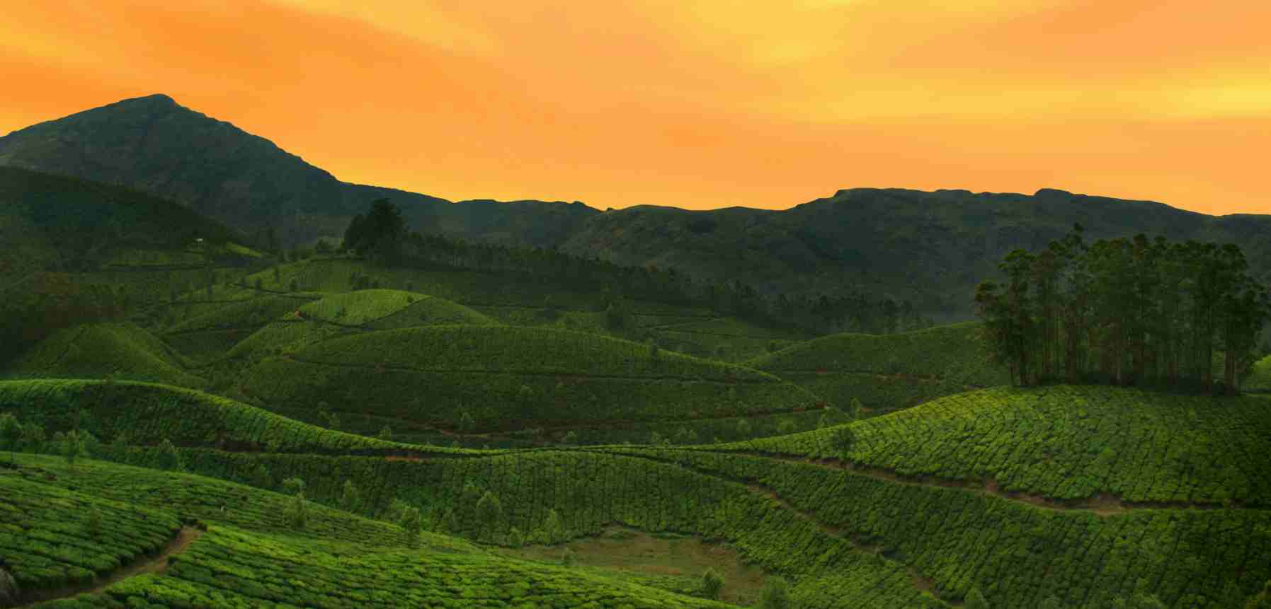 Munnar, Kerala