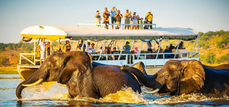 wildlife tourism in madhya pradesh