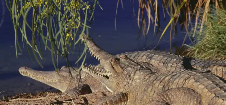 wildlife tourism in madhya pradesh