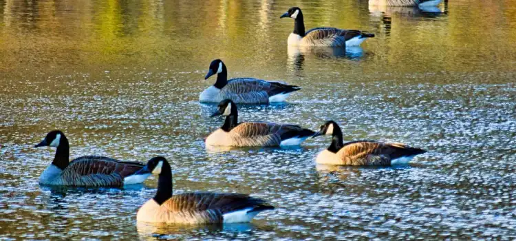 wildlife tourism in madhya pradesh