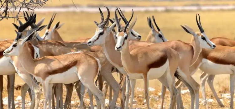 wildlife tourism in madhya pradesh