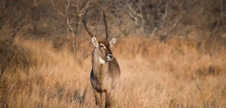 best national park in madhya pradesh