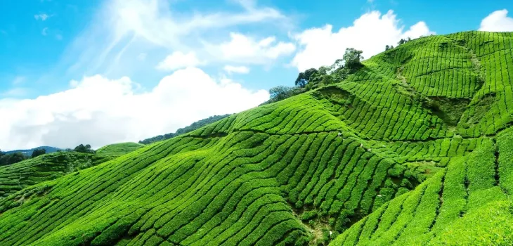 Tea Tasting In Munnar