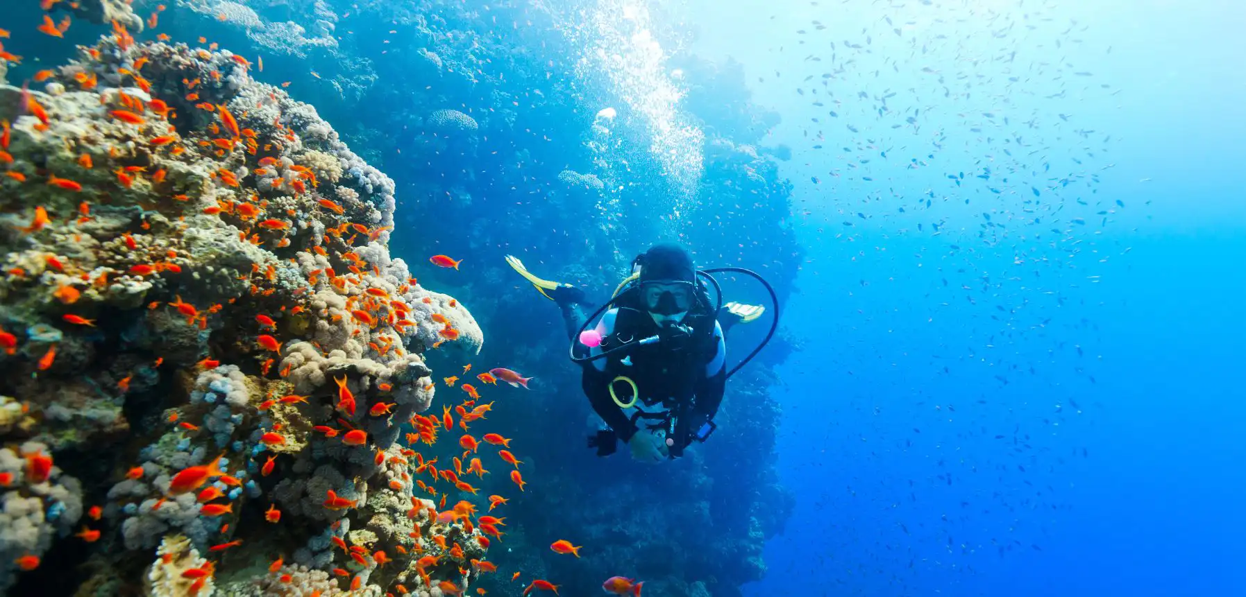 Scuba Diving in Goa