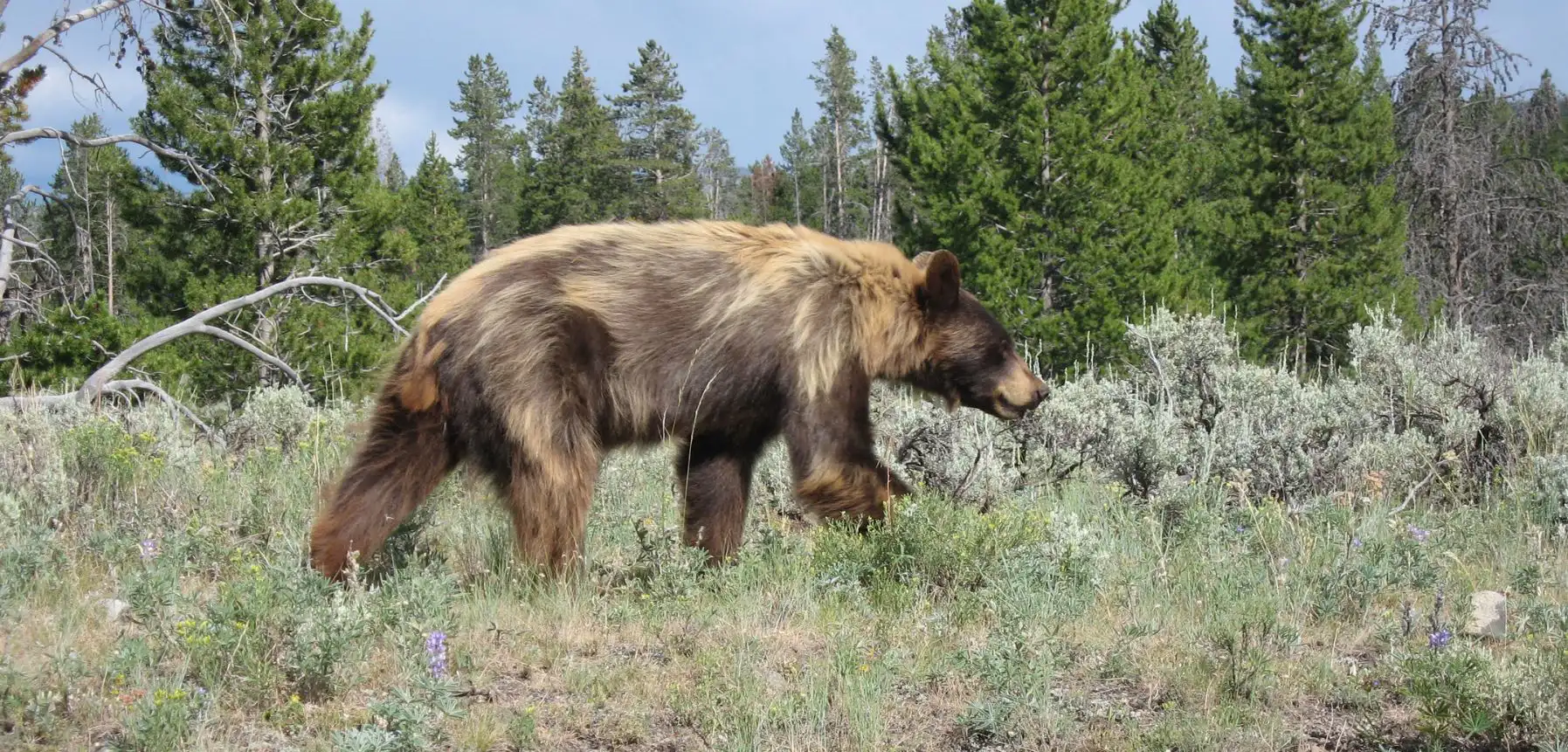 Wildlife Tour