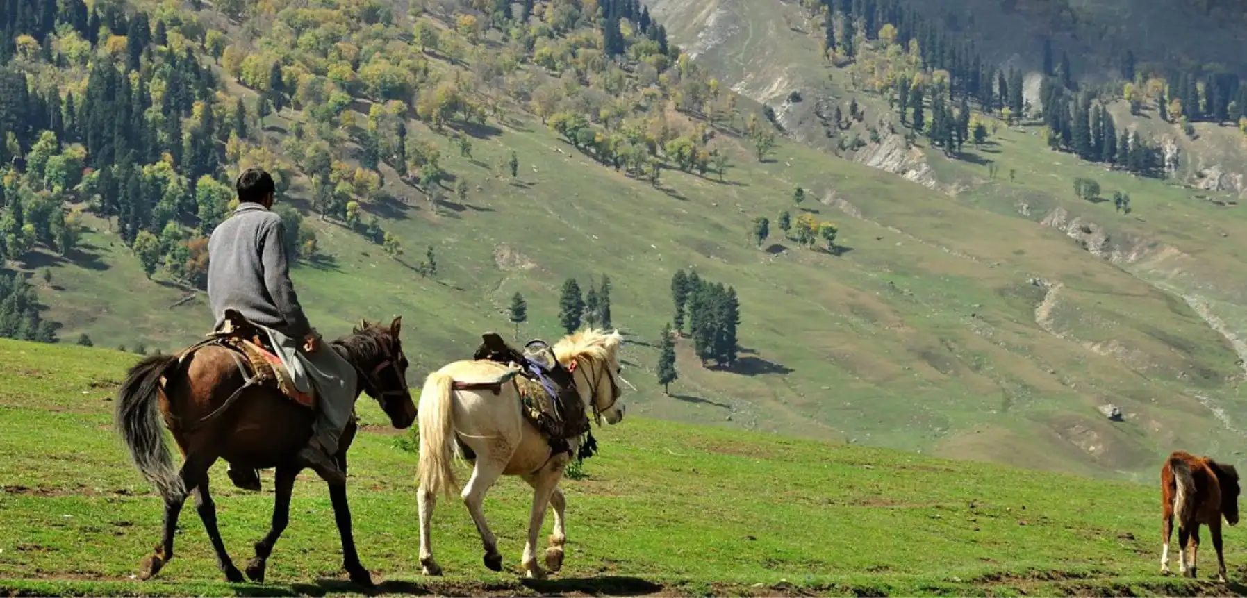 Jaunt with Pony Ride