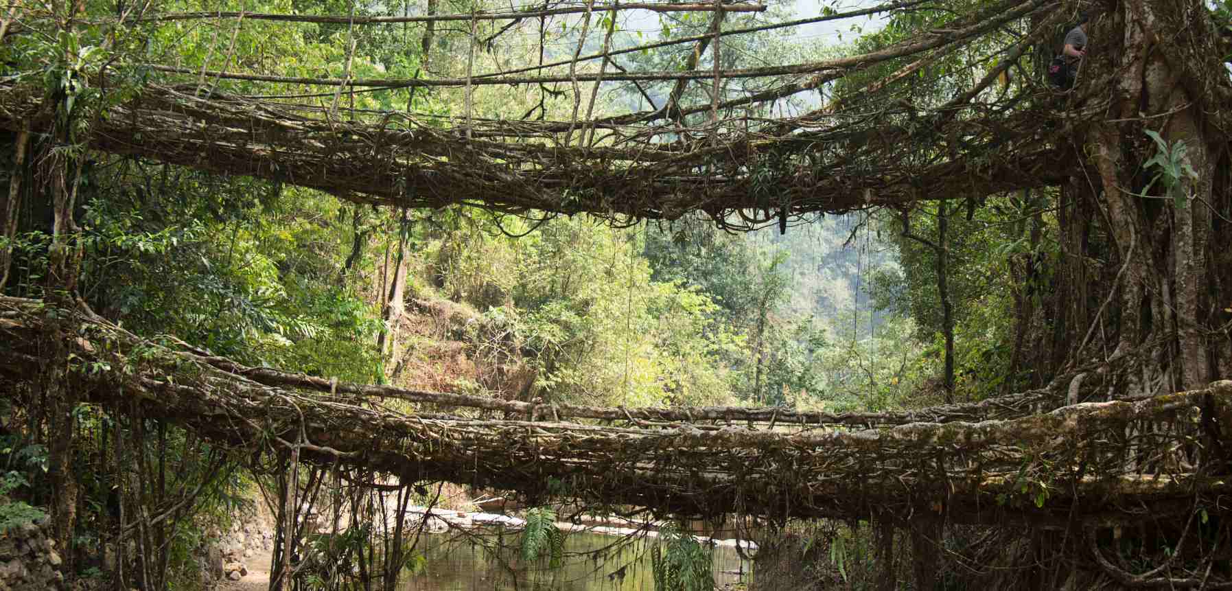 Trek to Double Decker Living Root Bridge in Nongriat
