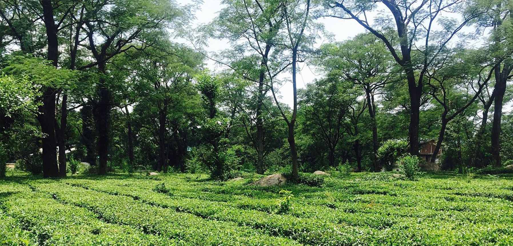 Tea Gardens of Dharamshala: Sip the Essence of Himalayan Tea