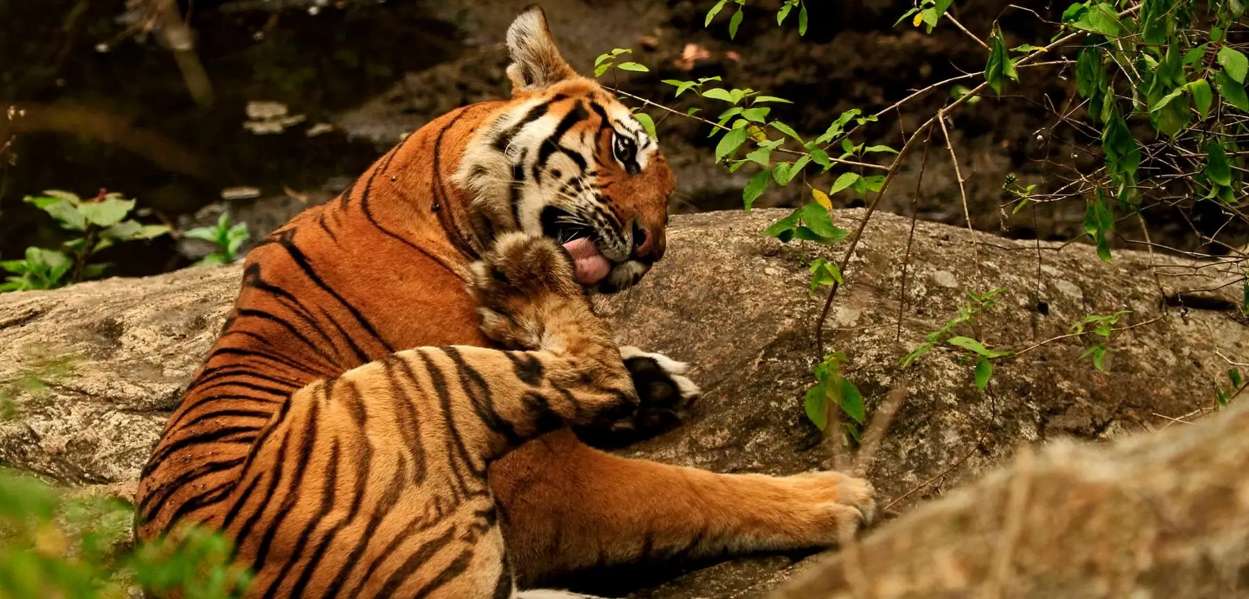 bandipur tiger reserve