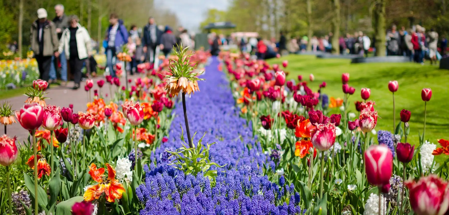 Book Keukenhof Ticket